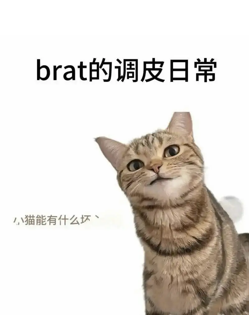【西檬之家】k8猫系入门指南：探索BDSM文化中独特的关系实践